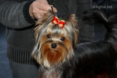  GABRIELLA DU GALOP DU GLOBE — Labaza DogPedigree YorkshireTerrier